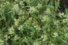 Jansenella griffithiana